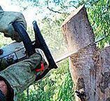 Best Utility Line Clearance  in Greensburg, KY