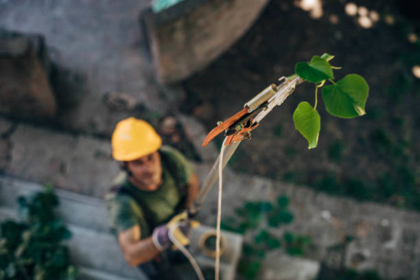 Best Tree Maintenance Programs  in Greensburg, KY