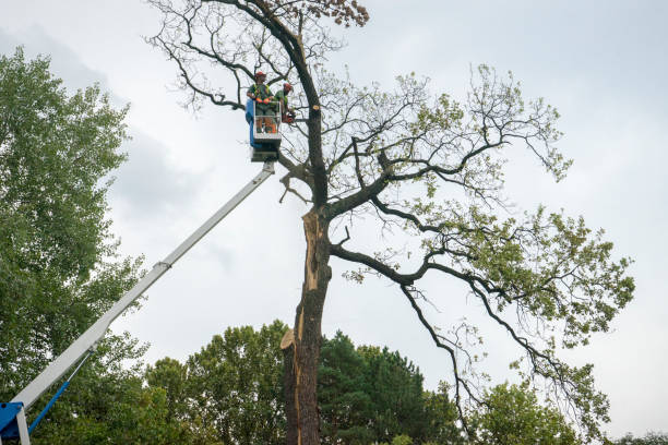 Seasonal Cleanup (Spring/Fall) in Greensburg, KY