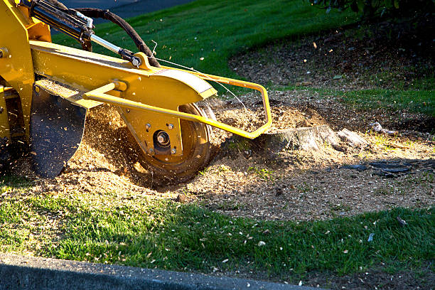 Best Weed Control  in Greensburg, KY