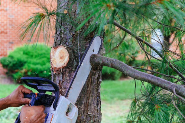 How Our Tree Care Process Works  in  Greensburg, KY